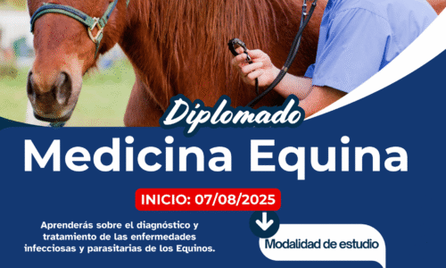 Diplomado en Medicina Equina 2025